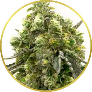 California Dream Feminized Seeds for sale from Homegrown