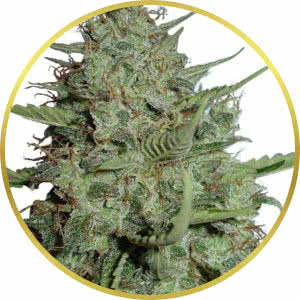 California Dream Feminized Seeds for sale from ILGM