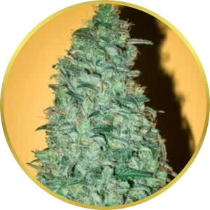 California Dream Feminized Seeds for sale from Seedsman by Mandala Seeds