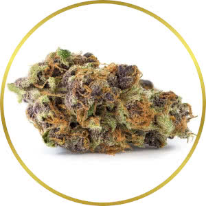 California Dream Feminized Seeds for sale from SeedSupreme