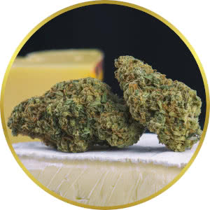 Cheese strain bud closeup