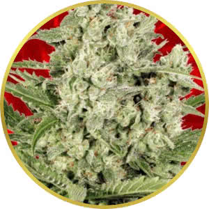 Cheese Feminized Seeds for sale from Crop King