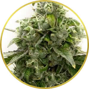 Cheese Feminized Seeds for sale from Homegrown