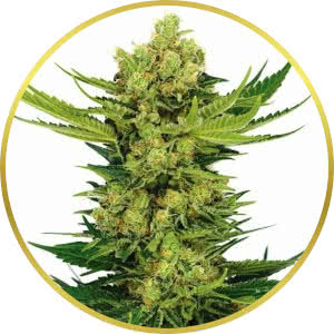 Cheese Feminized Seeds for sale from ILGM