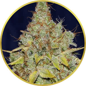 Cheese Feminized Seeds for sale from Seedsman