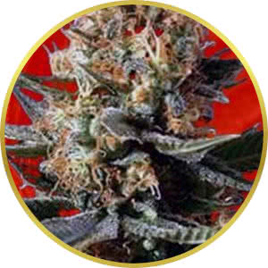 Chemdawg Feminized Seeds for sale from Crop King