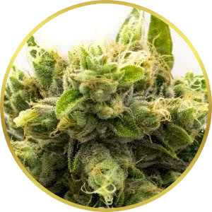 Chemdog Feminized Seeds for sale from Homegrown