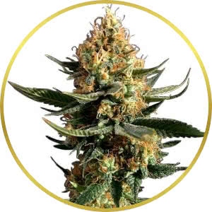 Chemdawg Feminized Seeds for sale from ILGM