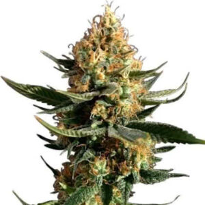 Chemdawg Feminized Seeds for sale from IGLM