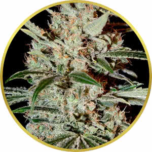 Chemdawg Feminized Seeds for sale from Seedsman by Green House Seed Co.