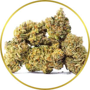 Chemdawg Feminized Seeds for sale from SeedSupreme