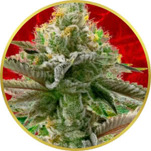Cherry Pie Feminized Seeds for sale from Crop King