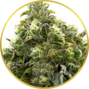 Cherry Pie Feminized Seeds for sale from Homegrown