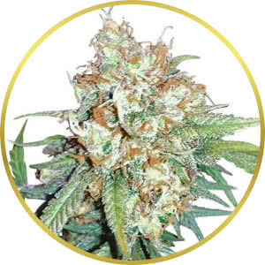 Cherry Pie Feminized Seeds for sale from ILGM