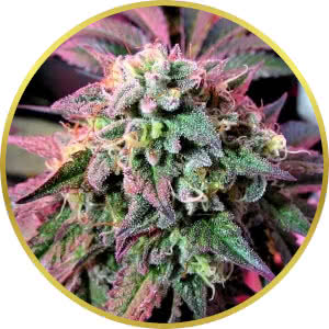 Cherry Pie Feminized Seeds for sale from Seedsman by Female Seeds