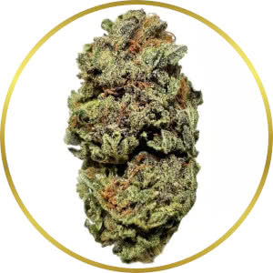 Cherry Pie Feminized Seeds for sale from SeedSupreme