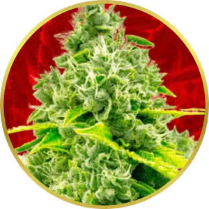 Chocolope Feminized Seeds for sale from Crop King