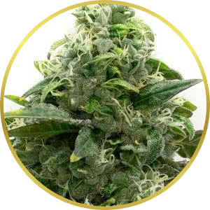 Chocolope Feminized Seeds for sale from Homegrown