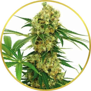 Chocolope Feminized Seeds for sale from ILGM