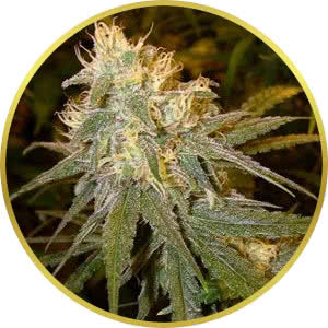 Chocolope Feminized Seeds for sale from Seedsman by DNA Genetics