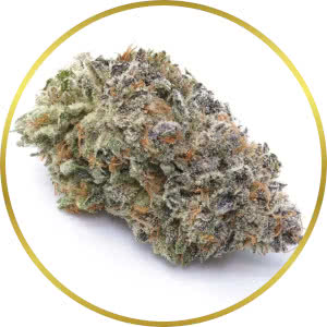 Chocolope Feminized Seeds for sale from SeedSupreme