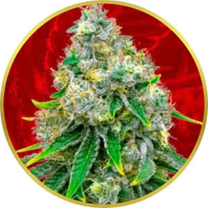 Critical Mass Feminized Seeds for sale from Crop King