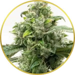 Critical Feminized Seeds for sale from Homegrown
