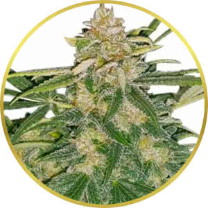 Critical Mass Feminized Seeds for sale from ILGM