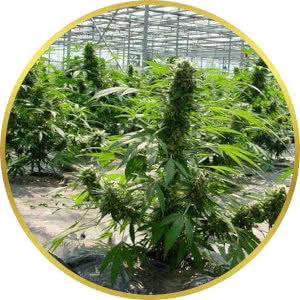 Critical Mass Regular Seeds for sale from Seedsman by Mr Nice Seeds