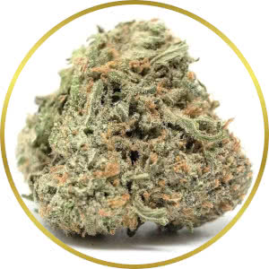 Critical Mass Feminized Seeds for sale from SeedSupreme