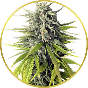 Durban Poison Feminized Seeds for sale from Crop King