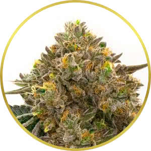 Durban Poison Feminized Seeds for sale from Homegrown