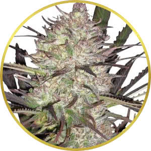 Durban Poison Feminized Seeds for sale from ILGM
