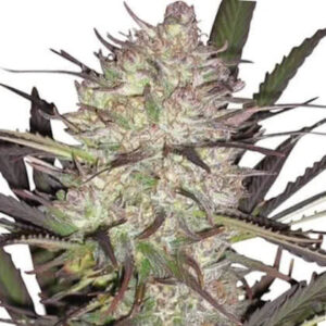 Durban Poison Feminized Seeds for sale from IGLM