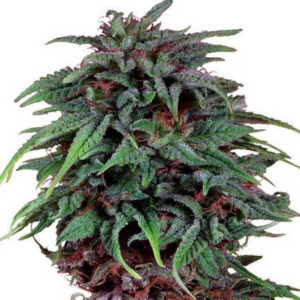 Durban Poison Feminized Seeds for sale from Seedsman by Dutch Passion