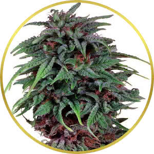 Durban Poison Feminized Seeds for sale from Seedsman by Dutch Passion