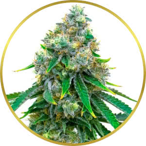 Durban Poison Feminized Seeds for sale from SeedSupreme