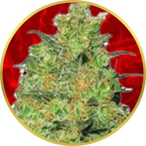 Fire OG Feminized Seeds for sale from Crop King
