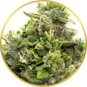 Fire OG Feminized Seeds for sale from Homegrown