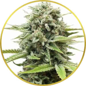 Fire OG Feminized Seeds for sale from ILGM