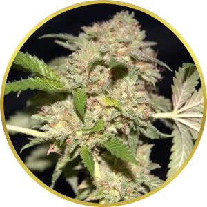 Fire OG Feminized Seeds for sale from Seedsman by Pheno Finder