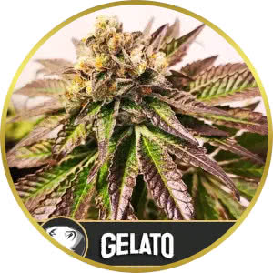 Gelato Feminized Seeds for sale from Blimburn