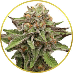 Gelato Feminized Seeds for sale from Crop King