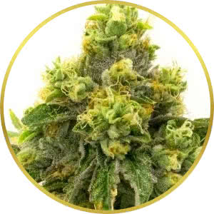 Gelato Feminized Seeds for sale from Homegrown
