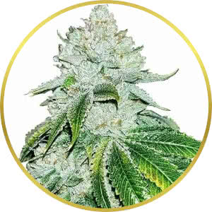 Gelato Feminized Seeds for sale from ILGM