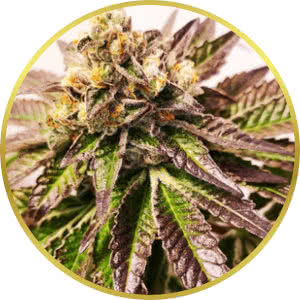 Gelato Feminized Seeds for sale from Seedsman by BlimBurn
