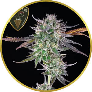 Gelato Feminized Seeds for sale from Seedsman
