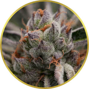 Girl Scout Cookies strain bud closeup