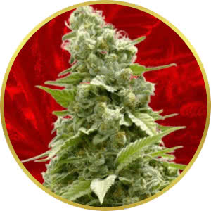Girl Scout Cookies Feminized Seeds for sale from Crop King