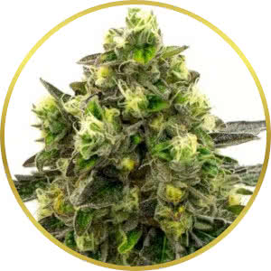 Girl Scout Cookies Feminized Seeds for sale from Homegrown